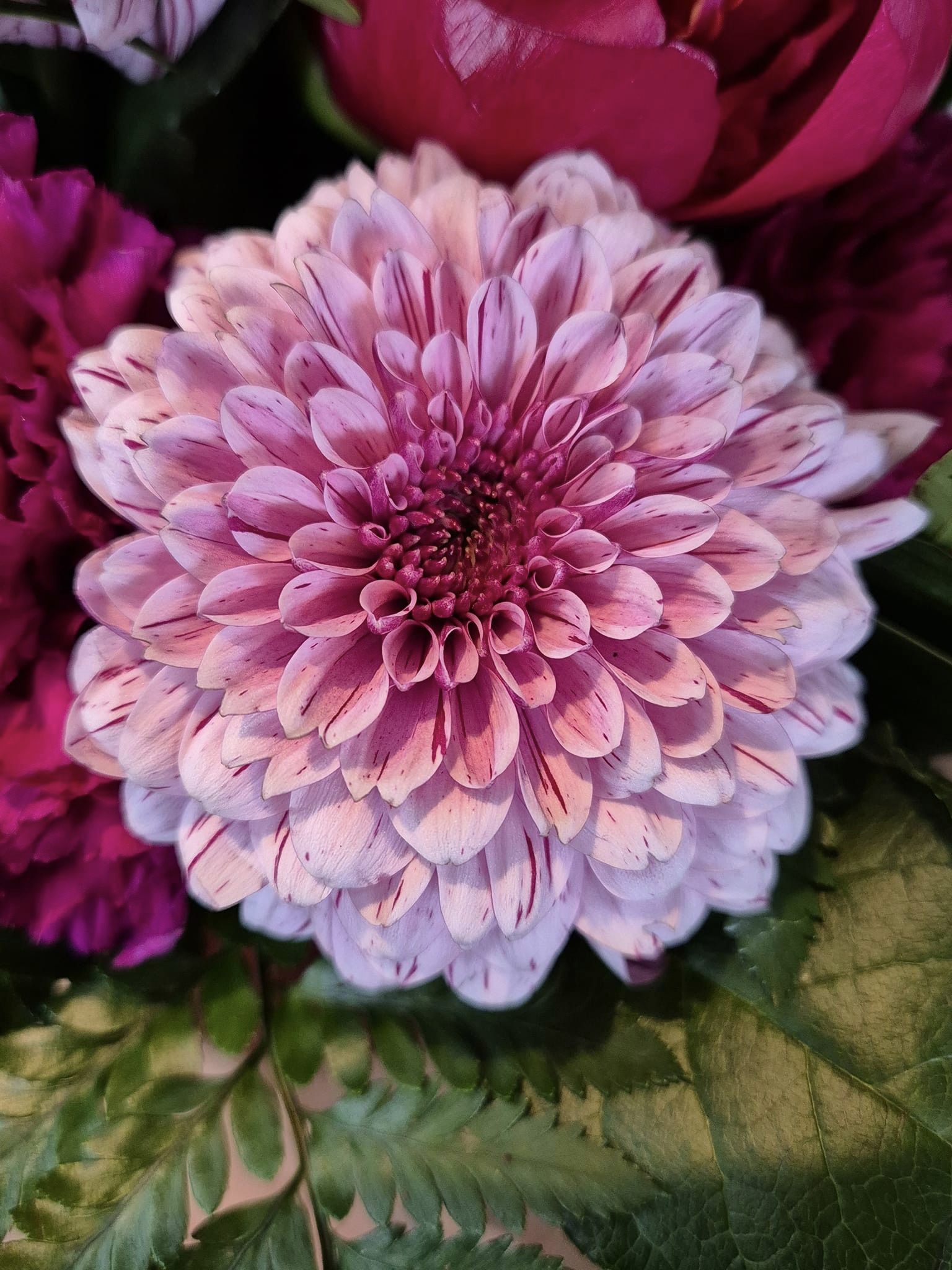 Pink Dahlia flower